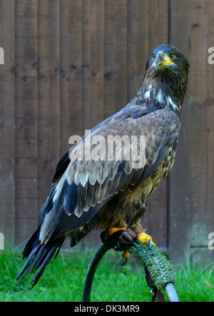 Les jeunes captifs,Pygargue à tête blanche Haliaeetus leucocephalus Banque D'Images