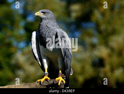 Aigle bleu du Chili, Geranoaetus melanoleucus australis, également connu sous le nom de Western black eagle buzzard torse nu,black &white hawk eagle Banque D'Images