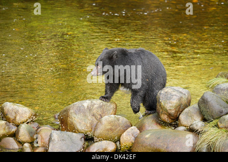 L'ours noir sur les roches la pêche du saumon dans Hatchery-Ucluelet Poisson Thornton Creek, Colombie-Britannique, Canada. Banque D'Images