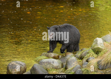 L'ours noir sur les roches la pêche du saumon dans Hatchery-Ucluelet Poisson Thornton Creek, Colombie-Britannique, Canada. Banque D'Images