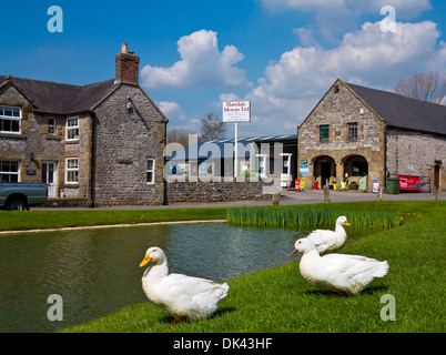 Canards blanc à côté de l'étang du village dans la région de Hartington Derbyshire Dales Parc national de Peak District Derbyshire, Angleterre, Royaume-Uni Banque D'Images