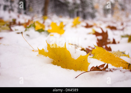 Une tempête de neige au début du mois de novembre à Londres, Ontario Canada fait un contraste intéressant de feuilles colorées dans la neige. Banque D'Images