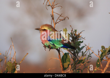 Lilac Breasted Roller, Oiseau. L'Afrique du Sud Banque D'Images