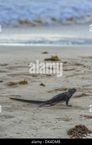 Un iguane marin marchant sur une plage de sable avec des vagues de l'océan floues et des algues en arrière-plan. Îles Galapagos, Équateur Banque D'Images