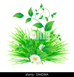 Fleur de camomille et de feuilles vertes Banque D'Images