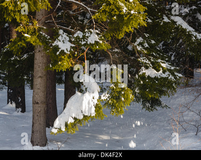Chute de neige à partir de branches de sapins Banque D'Images