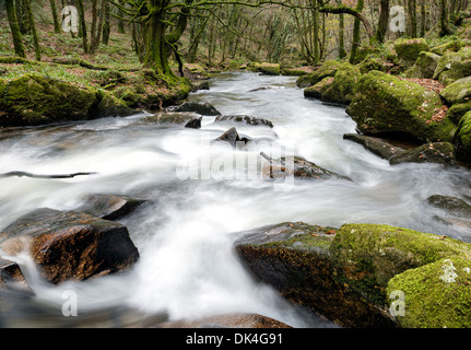 En cascade de l'eau par le biais de forêts anciennes à Golitha Falls, sur le bord de Bodmin Moor en Cornouailles Banque D'Images