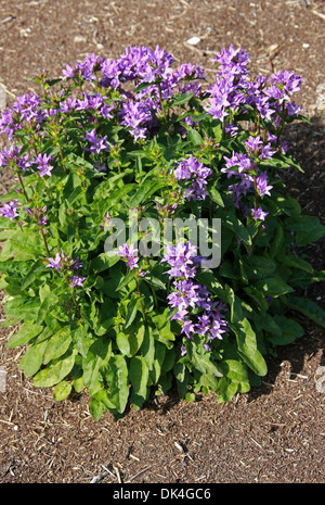 Bellflower en cluster ou Dane's Blood, Campanula glomerata 'Freya', Campanulaceae. Le cultivar. Banque D'Images