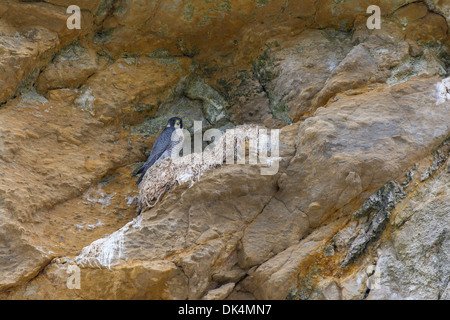 Le faucon pèlerin (Falco peregrinus) d'oiseaux adultes perché sur les falaises de grès à côté de Kittiwake nest désaffecté, Scarborough, Angleterre. Banque D'Images