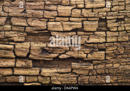 Modèle en couches de vieux chêne anglais exposés pourrir en pans de bois patiné exposé aux éléments Banque D'Images