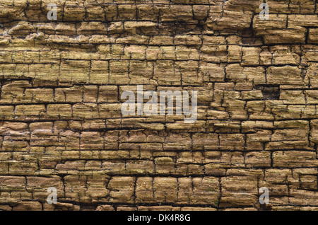Modèle en couches de vieux chêne anglais exposés pourrir en pans de bois patiné exposé aux éléments Banque D'Images