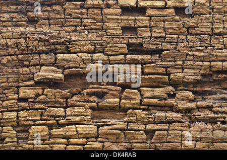 Modèle en couches de vieux chêne anglais exposés pourrir en pans de bois patiné exposé aux éléments Banque D'Images
