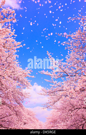 CG Image de fleurs de cerisier dans le vent Banque D'Images