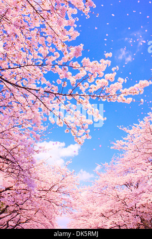 CG Image de fleurs de cerisier dans le vent Banque D'Images