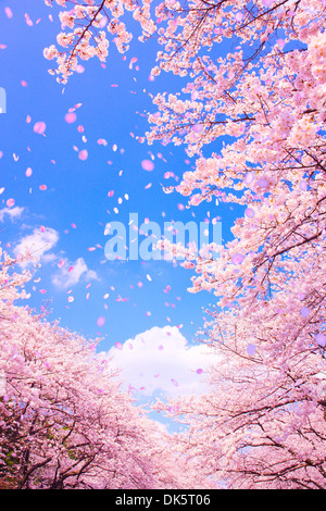 CG Image de fleurs de cerisier dans le vent Banque D'Images