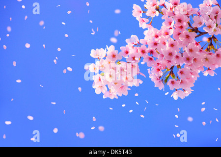 CG Image de fleurs de cerisier dans le vent Banque D'Images