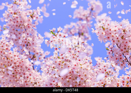 CG Image de fleurs de cerisier dans le vent Banque D'Images