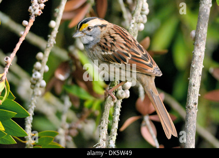 Un oiseau Ã gorge blanche - Zonotrichia albicollis, perché sur une branche, photographié sur un fond flou. Banque D'Images