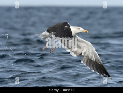 Goéland marin Larus marinus Banque D'Images