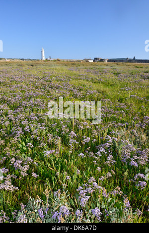 La lavande de mer commun Limonium vulgare (Plumbaginaceae) Banque D'Images