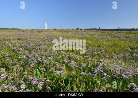 La lavande de mer commun Limonium vulgare (Plumbaginaceae) Banque D'Images