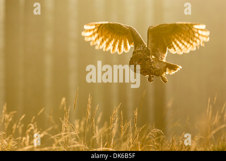 Grand owl (Bubo bubo) volant bas dans une forêt de pins dans la région de aube lumière, République Tchèque Banque D'Images