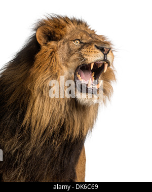 Gros plan d'un lion rugissant, Panthera leo, 10 ans, contre fond blanc Banque D'Images