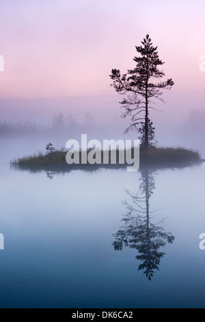 Seul arbre poussant sur une petite île dans le lac de tourbière au matin brumeux. Banque D'Images