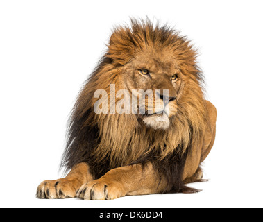 Lion couché, à l'écart, Panthera leo, 10 ans, contre fond blanc Banque D'Images