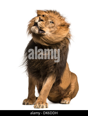 Lion assis, tremblant, Panthera leo, 10 ans, contre fond blanc Banque D'Images