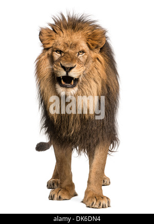 Vue de face d'un lion rugissant, comité permanent, Panthera leo, 10 ans, contre fond blanc Banque D'Images