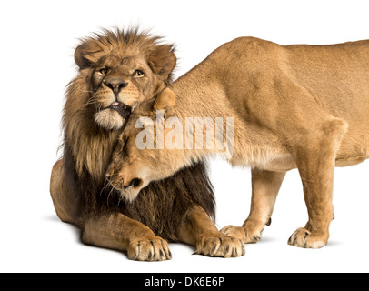 Lion et lionne affectueux, Panthera leo, against white background Banque D'Images