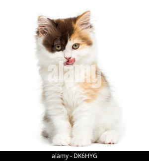 Highland straight chaton assis et lécher against white background Banque D'Images