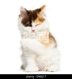 Highland straight kitten sitting against white background Banque D'Images