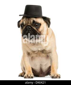 Vue frontale d'un chiot Pug porter un grand chapeau, assis, de 6 mois, contre fond blanc Banque D'Images