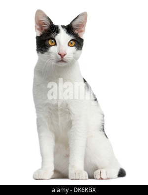 Vue frontale d'un European Shorthair chaton assis, âgé de 4 mois, contre fond blanc Banque D'Images