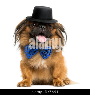 Vue frontale d'un mignon petit canard avec un nœud papillon et chapeau, haletant, against white background Banque D'Images