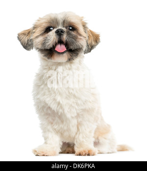 Shih Tzu sitting, haletant, 2 ans, contre fond blanc Banque D'Images