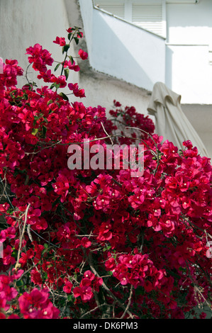 Bougainvillier grimpant sur le mur d'une villa en Grèce Banque D'Images