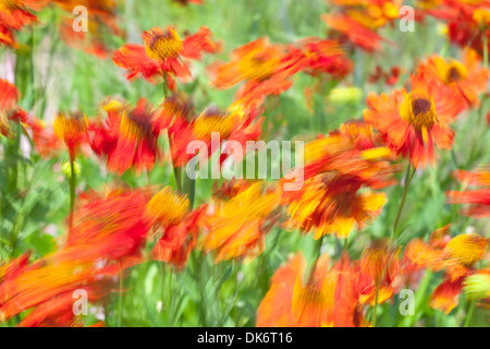 Sneezeweed Helenium autumnale, commune, dans le vent Banque D'Images