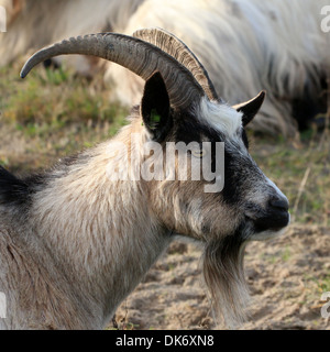 Close-up of a Dutch Landrace chèvre dans une réserve naturelle Banque D'Images