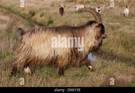 Landrace néerlandais buck chèvre walking in profile Banque D'Images