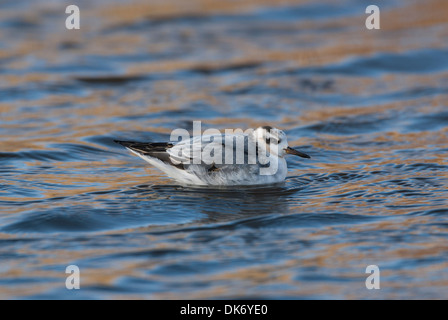 Phalarope phalarope à bec large (gris). La première, d'oiseaux d'hiver, natation Banque D'Images