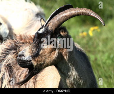 Portrait d'une chèvre en Landrace néerlandaise close-up Banque D'Images