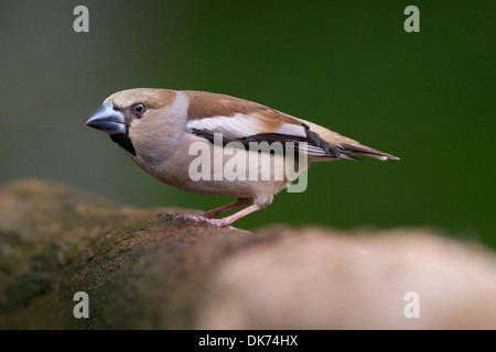 Coccothraustes coccothraustes Hawfinch Banque D'Images