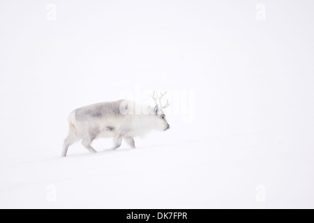 Renne du Svalbard (Rangifer tarandus) marche dans la brume, Spitsbergen, Svalbard, Norvège. Banque D'Images