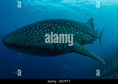 Près de plongée avec un requin baleine Banque D'Images