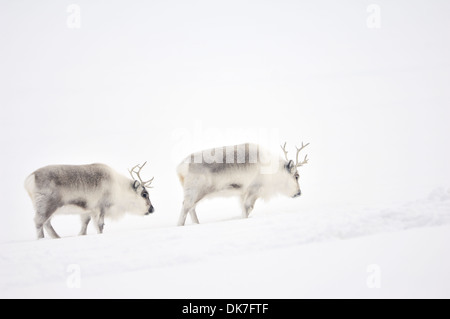 Deux Renne du Svalbard (Rangifer tarandus) marche dans la brume, Spitsbergen, Svalbard, Norvège. Banque D'Images