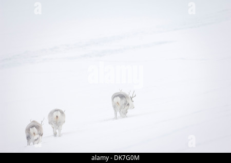 Trois Renne du Svalbard (Rangifer tarandus) marche dans la brume, Spitsbergen, Svalbard, Norvège. Banque D'Images