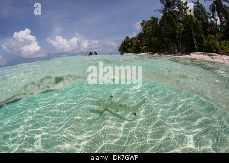 Les requins en eau peu profonde Banque D'Images